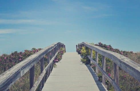 Wood walkway with bushes and pink flowers and blue skies overhead